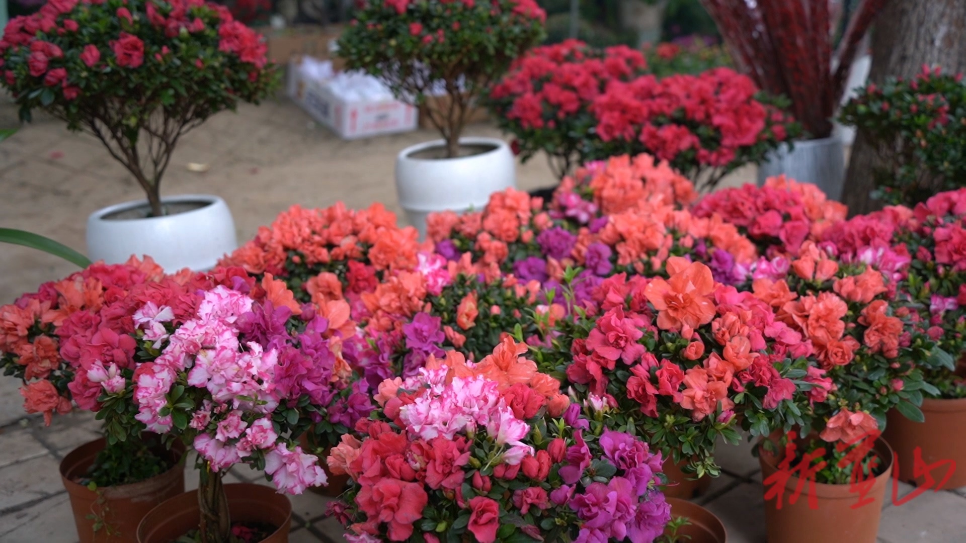 【新春走基层】蓝山：新春新“花”样   年宵花走俏