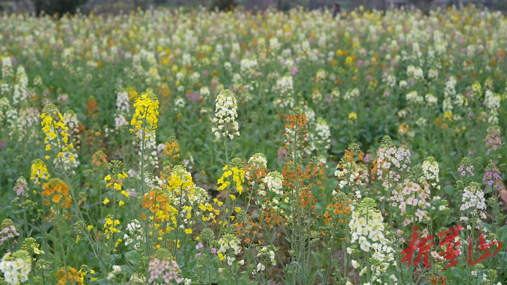 蓝山县七彩油菜花迎春绽放 邀您共赴春日之约