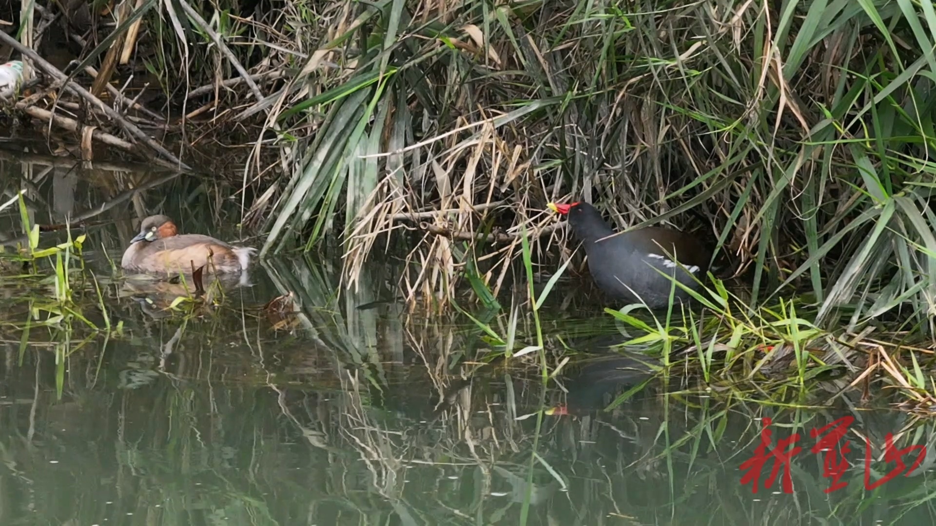 蓝山县惊蛰焕生机  黑水鸡小鸊鷉相伴栖居