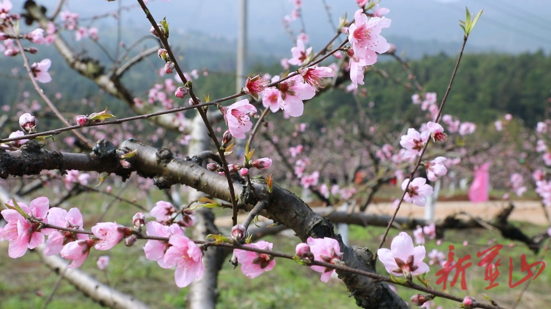 蓝山县太平圩镇：桃花盛开迎客来  踏青赏花正当时