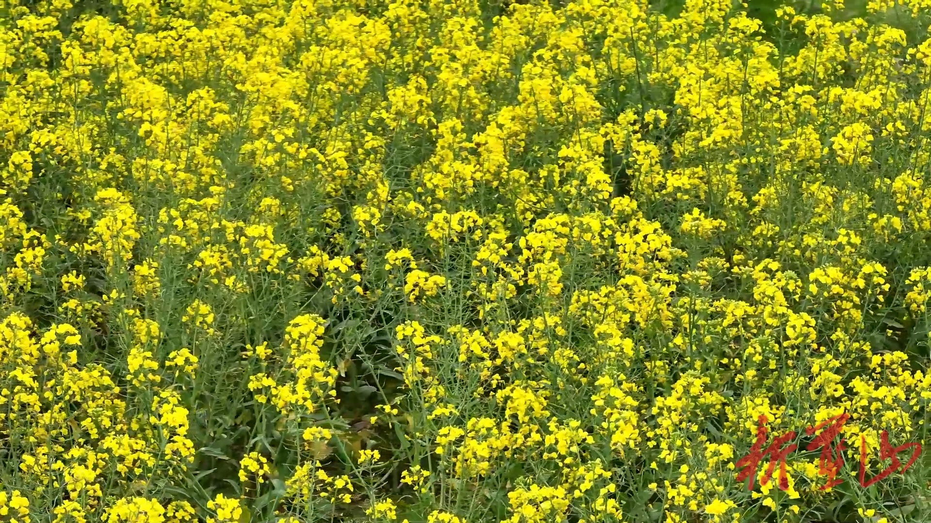蓝山县所城镇舜河村：油菜花开蜂蝶舞  春色邀来游人醉