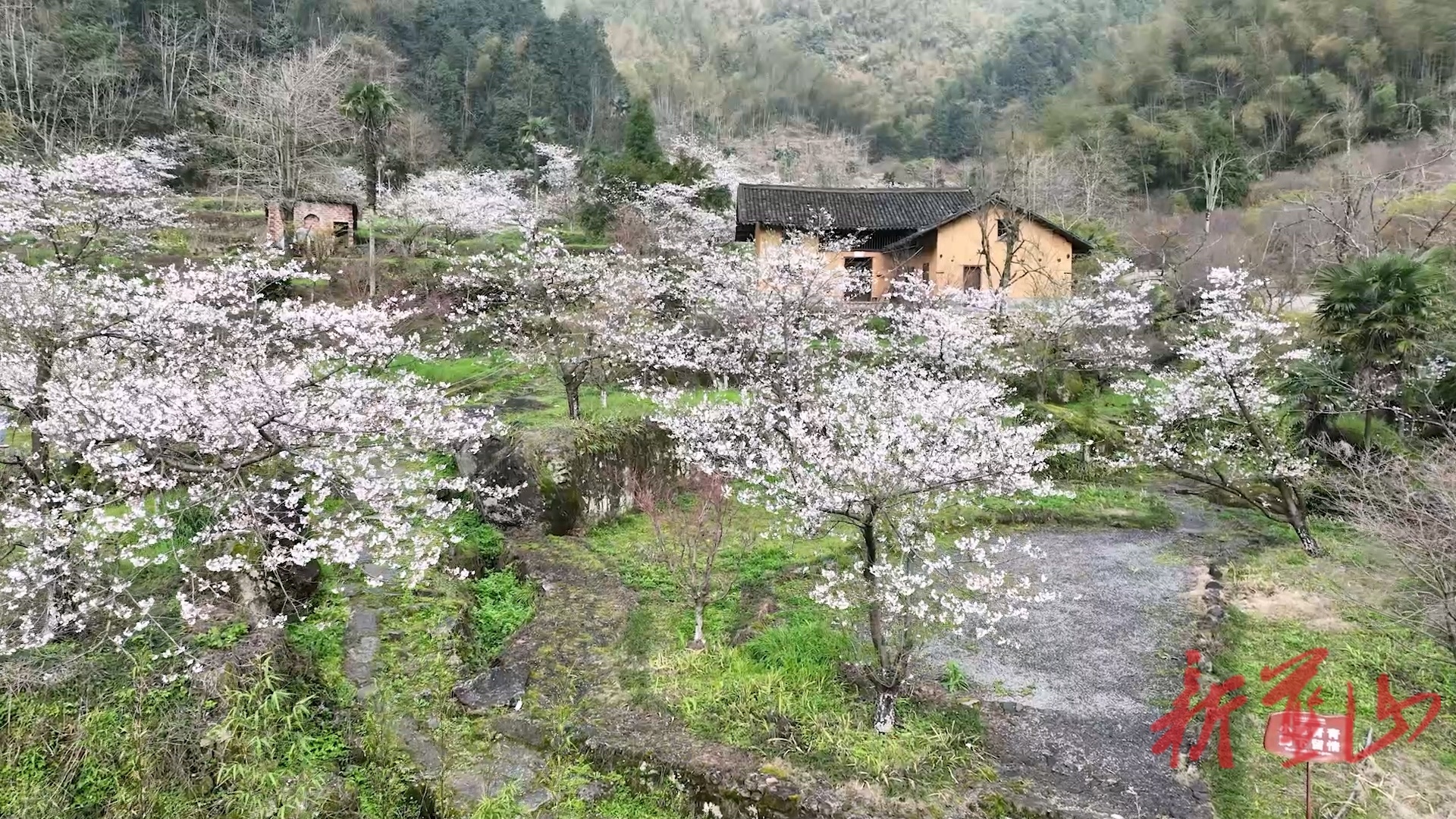 蓝山谷旅游景区：樱花烂漫绘新景 文旅融合助振兴