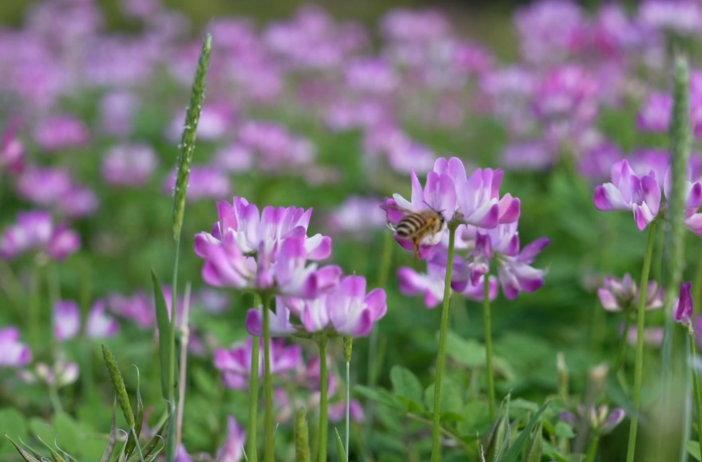 蓝山县祠堂圩镇山口村：紫云英烂漫绽放 春日花海引客来