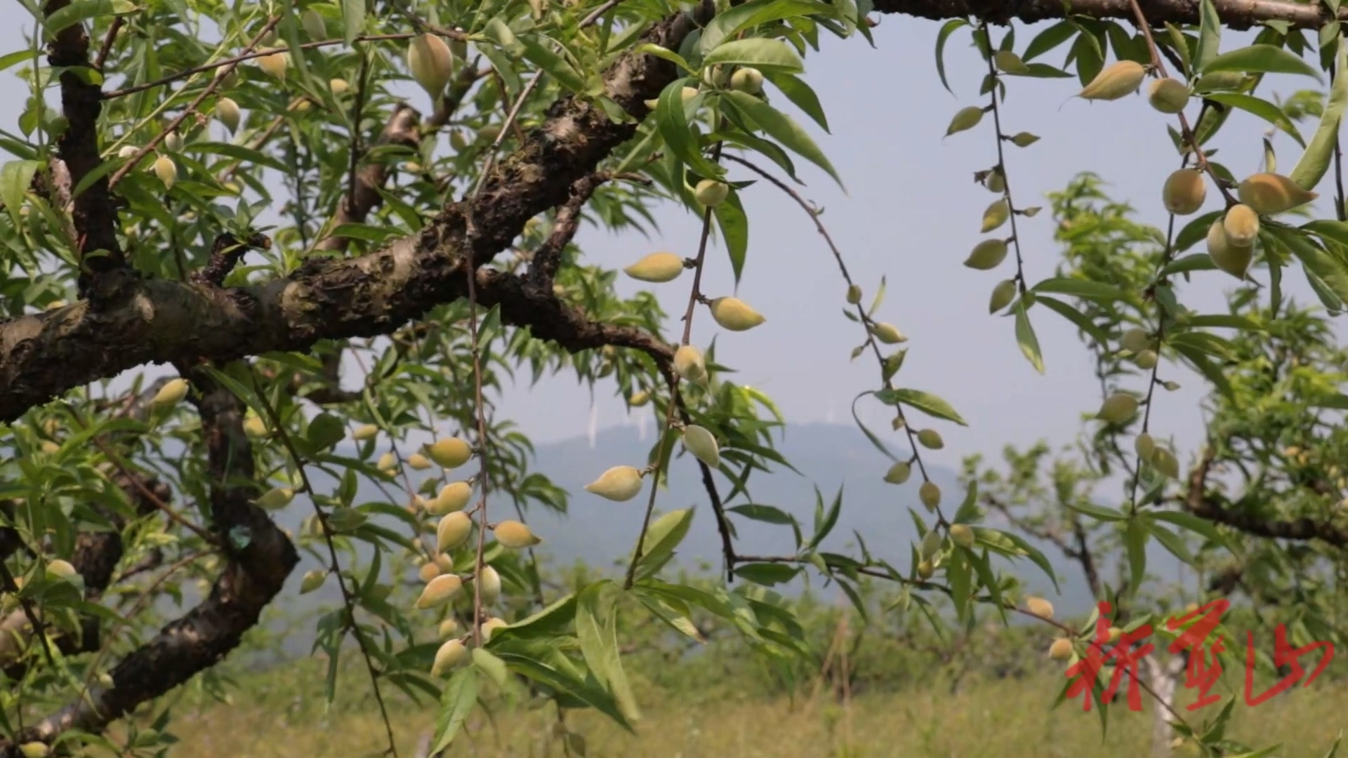 蓝山县太平圩镇：抢抓农时精管护  林果增收促振兴