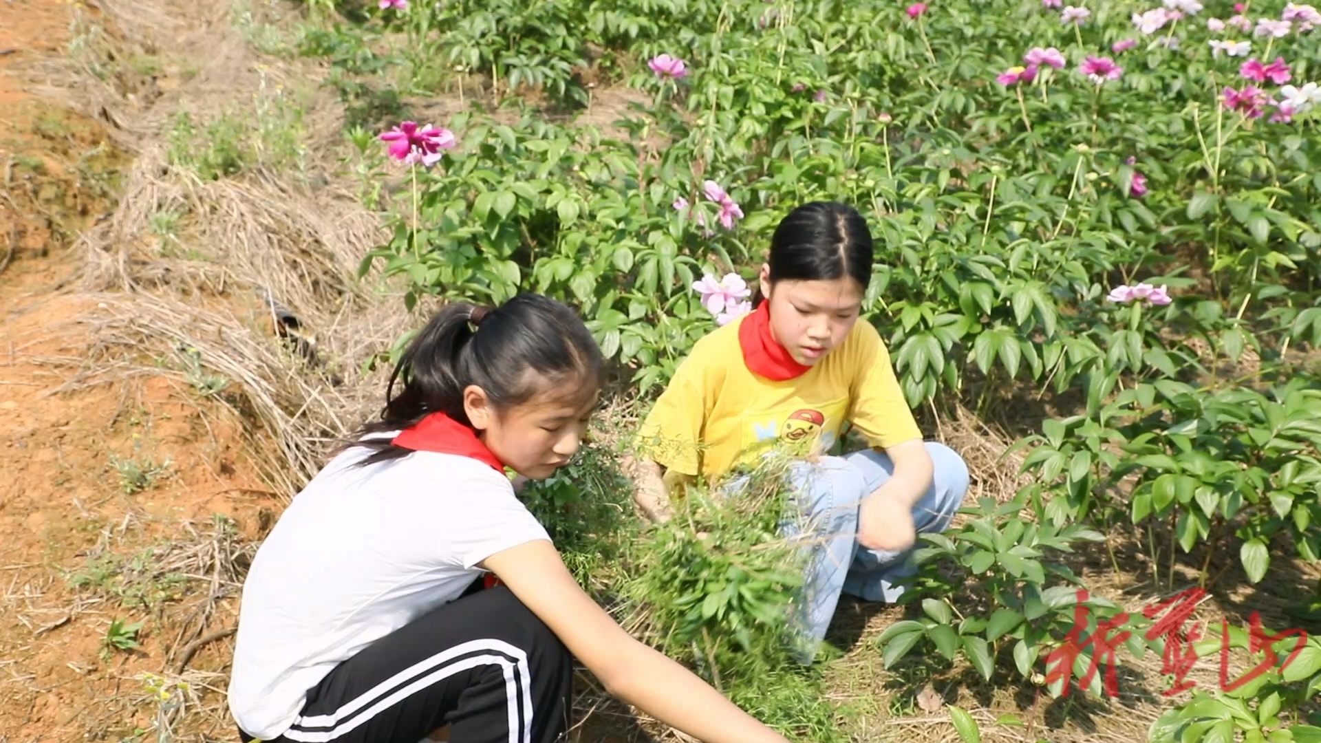 蓝山县楠市中心小学：田间课堂育新苗  美心教育践初心
