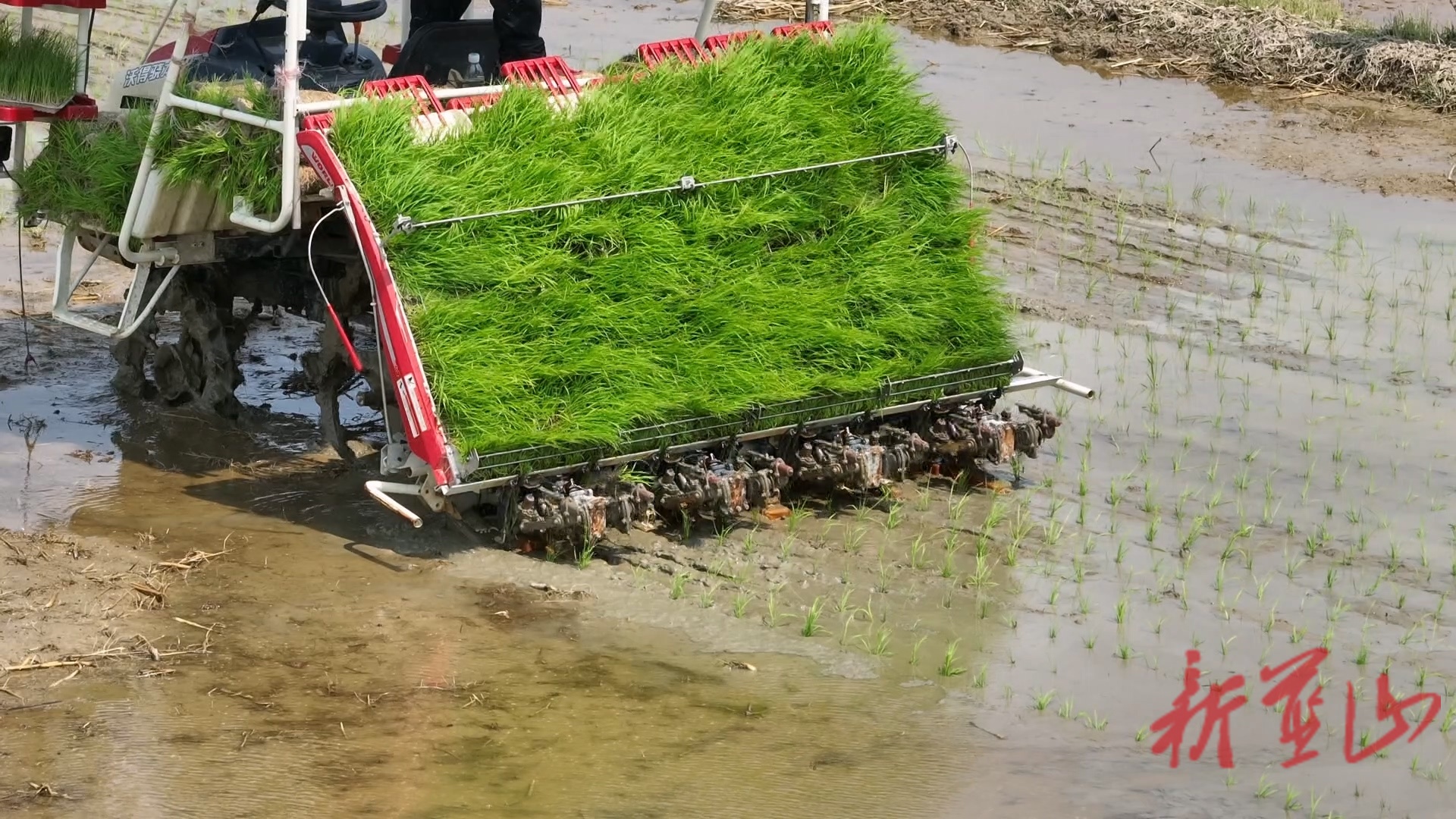 蓝山县良田披绿装“智慧”插秧忙