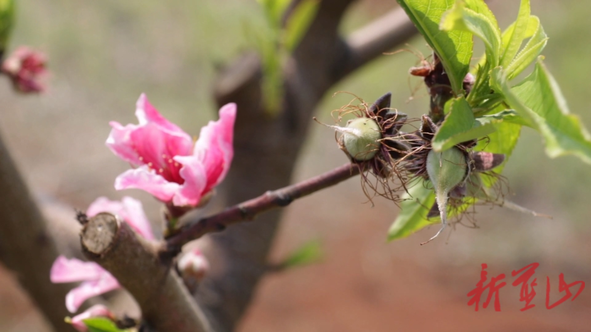美丽蓝山：早春“花果同树”奇观   鹰嘴桃基地奏响丰收序曲