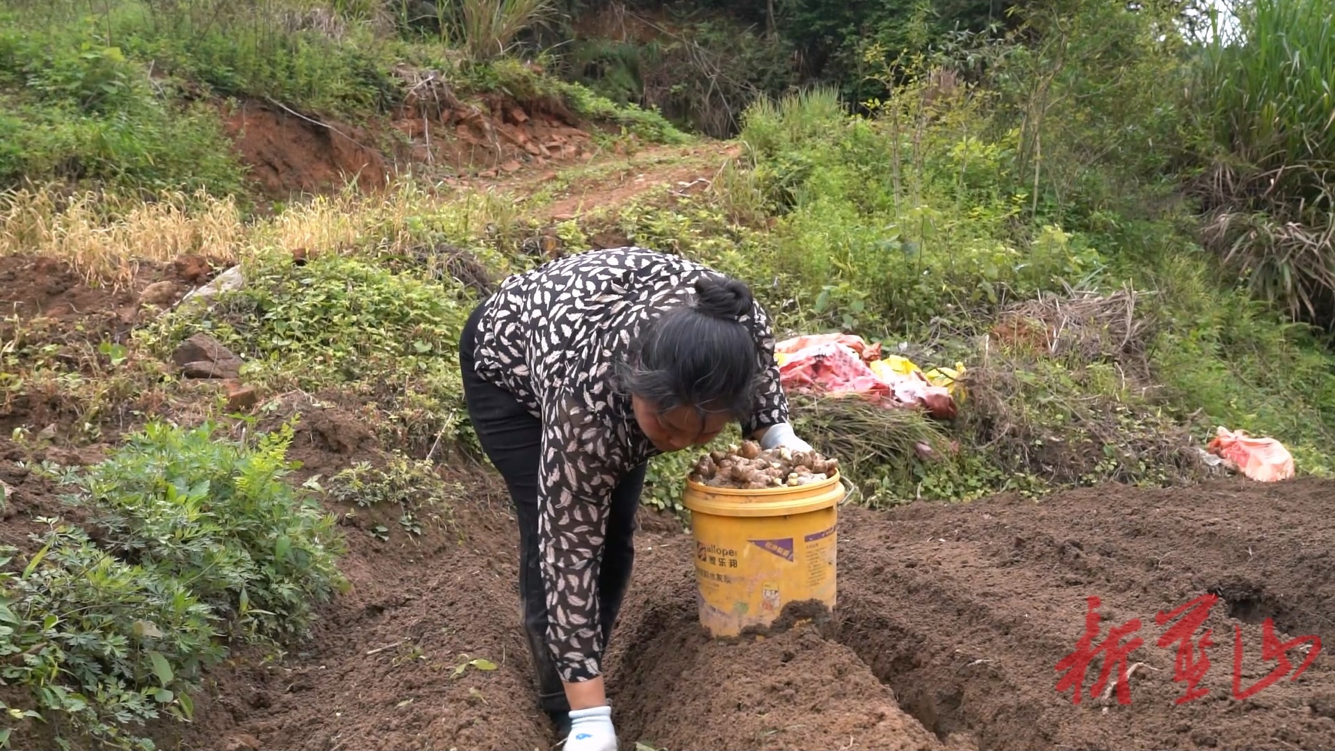 蓝山县大桥瑶族乡：深耕高山沃土  种下“姜”来希望