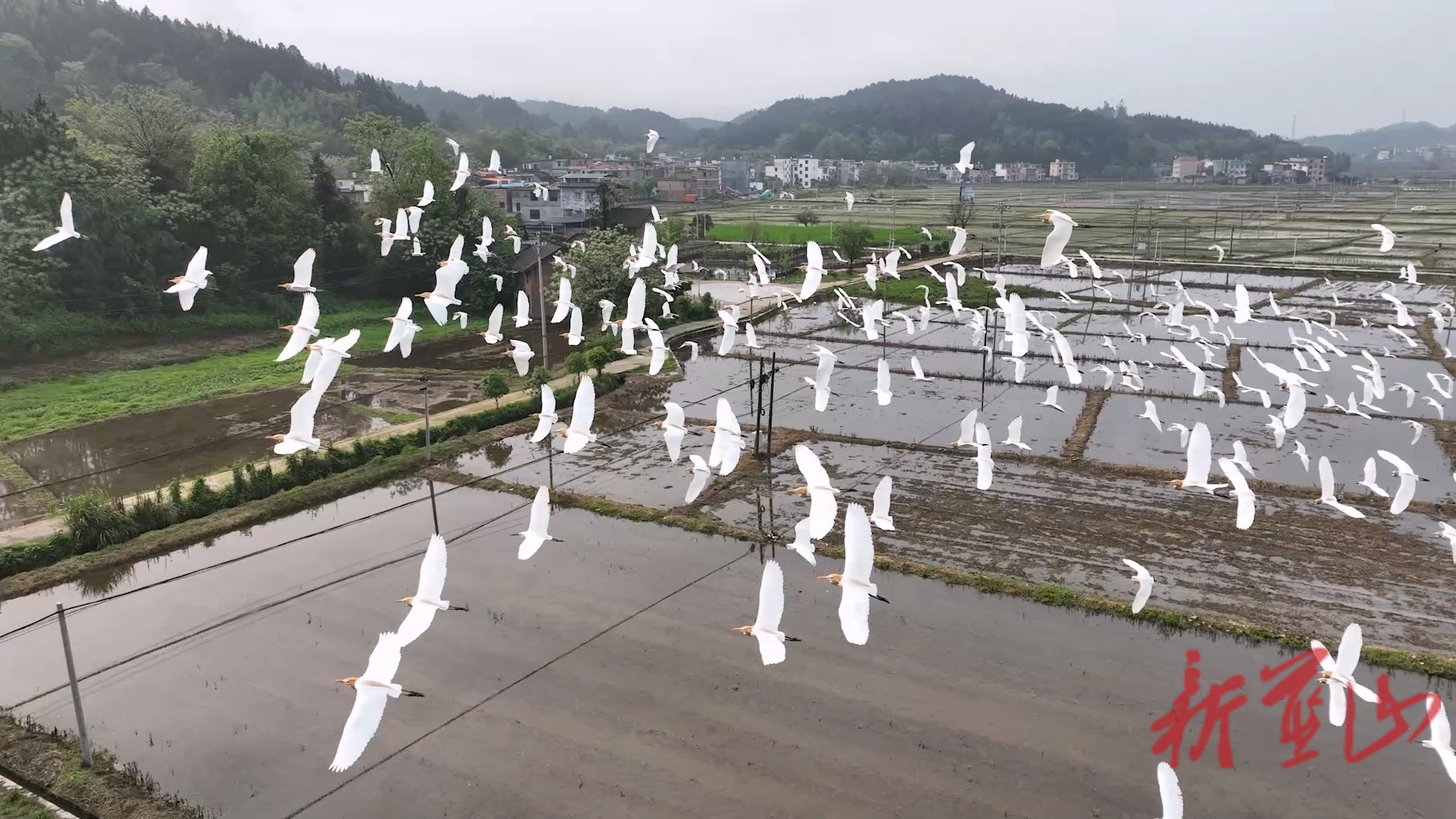 蓝山县所城镇：春日白鹭舞翩跹  生态美景入画来