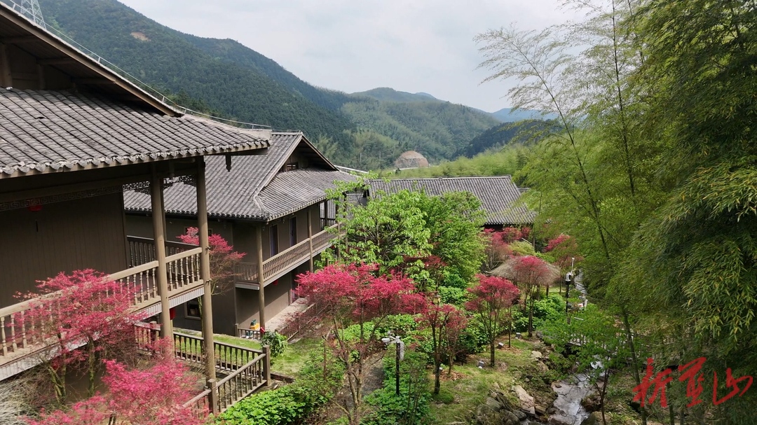 蓝山县云冰山：四月春“枫”正好  游人纷至沓来