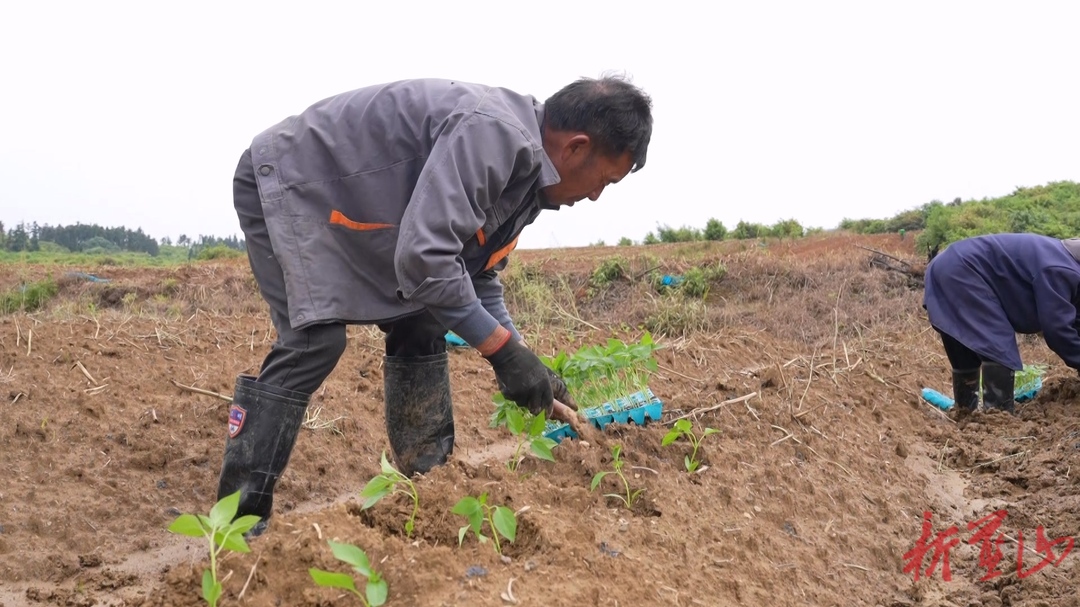 蓝山县新圩镇上清涵村：春播正当时  椒苗移栽忙