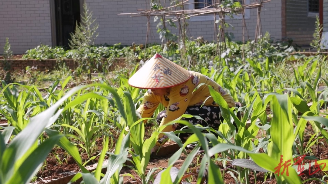 蓝山县毛俊镇洋田村：盘活庭院闲置地 种出和美新乡村