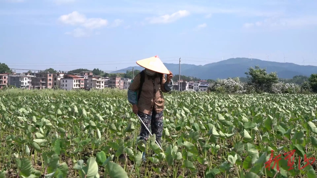 蓝山县毛俊镇西岭头村：槟榔芋田管护忙  特色产业促振兴