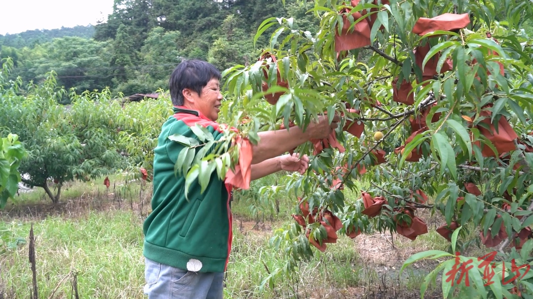 蓝山县所城镇万年村：高山黄桃 “穿新衣” 甜蜜上市销售旺