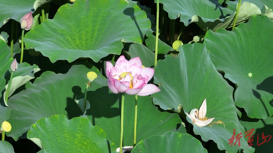 蓝山县新圩镇和源村：荷花初绽乡村美