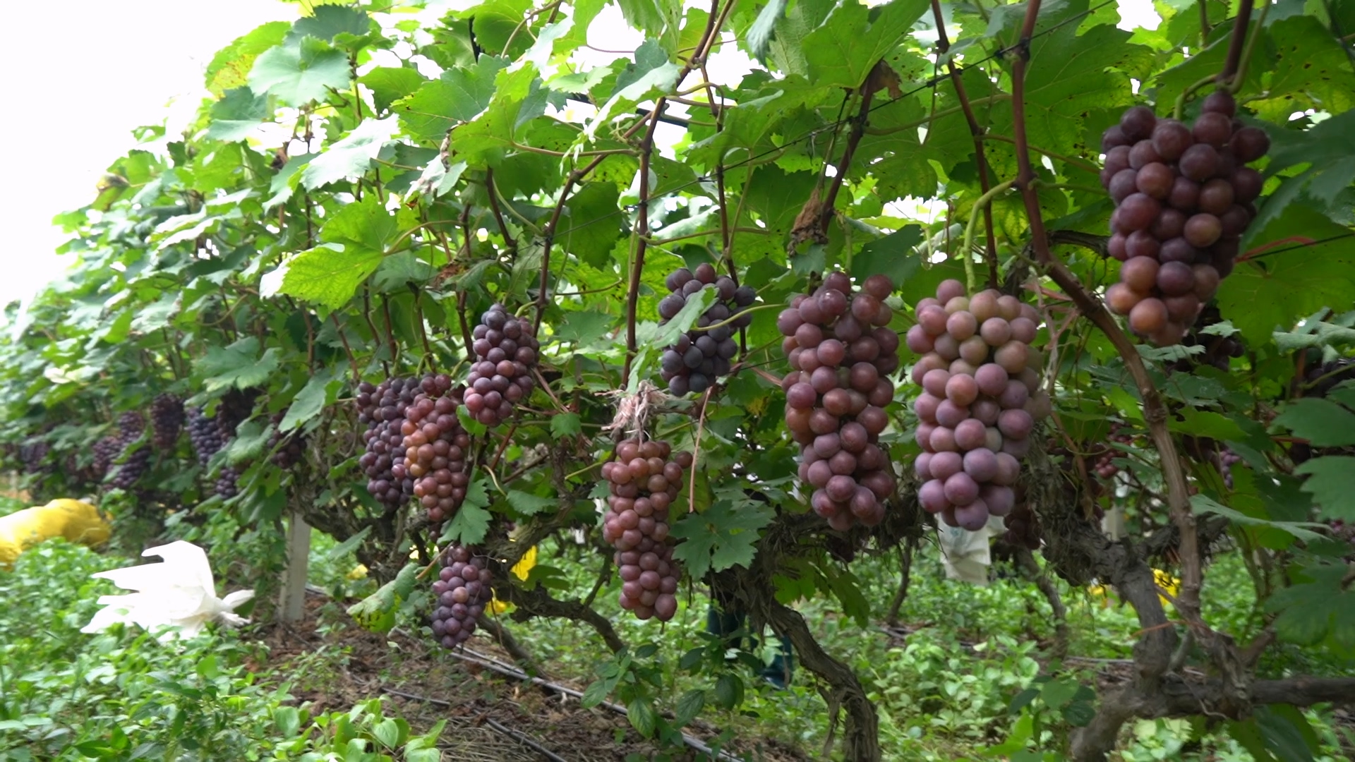 蓝山县塔峰镇花果园村：夏黑葡萄甜蜜抢“鲜”上市
