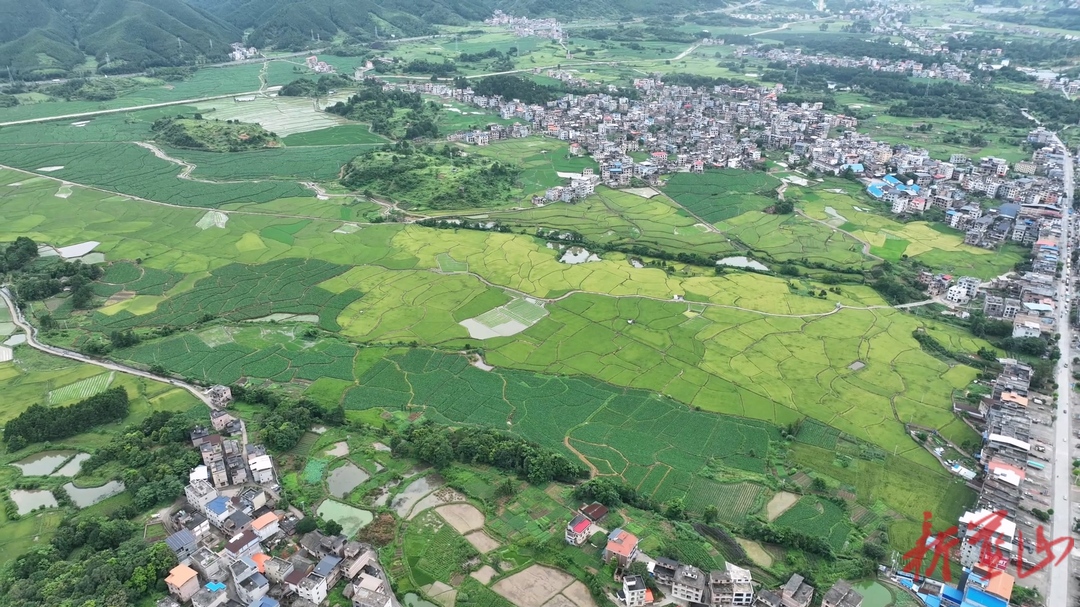 蓝山县金穗压枝待丰收 田园盛景绘振兴