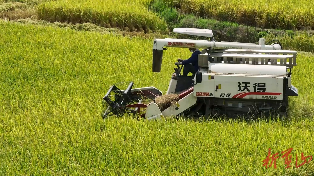 蓝山县收割烘干“无缝衔接” 筑牢夏粮丰收防线