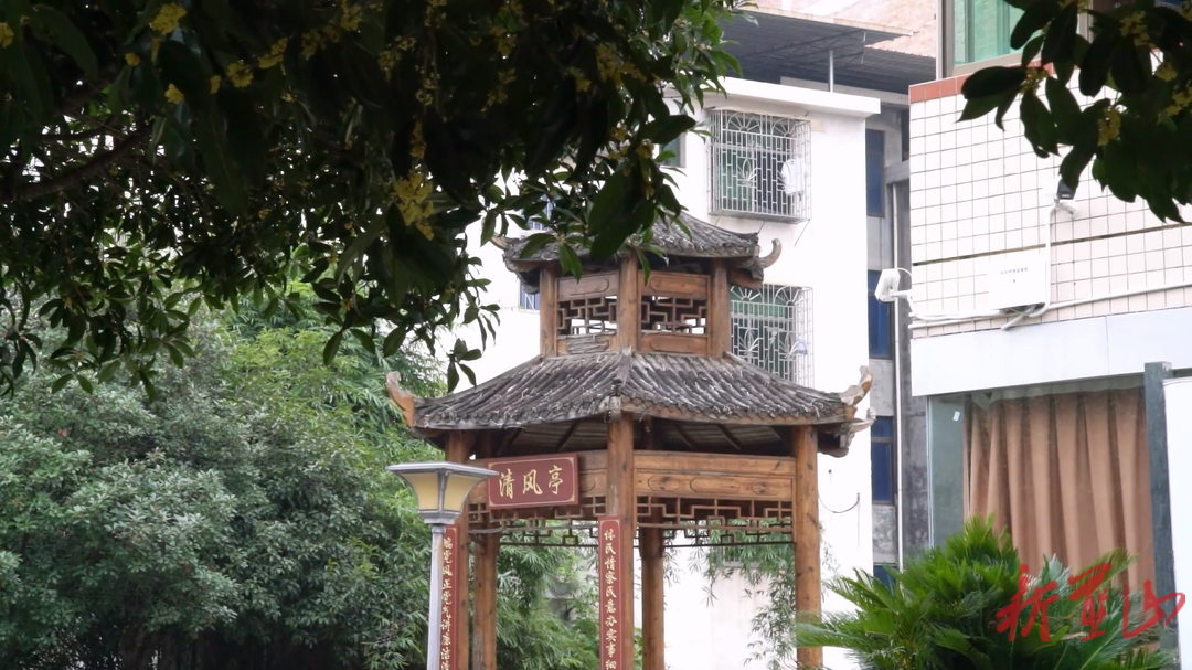 蓝山县金秋桂花开  满城溢芬芳