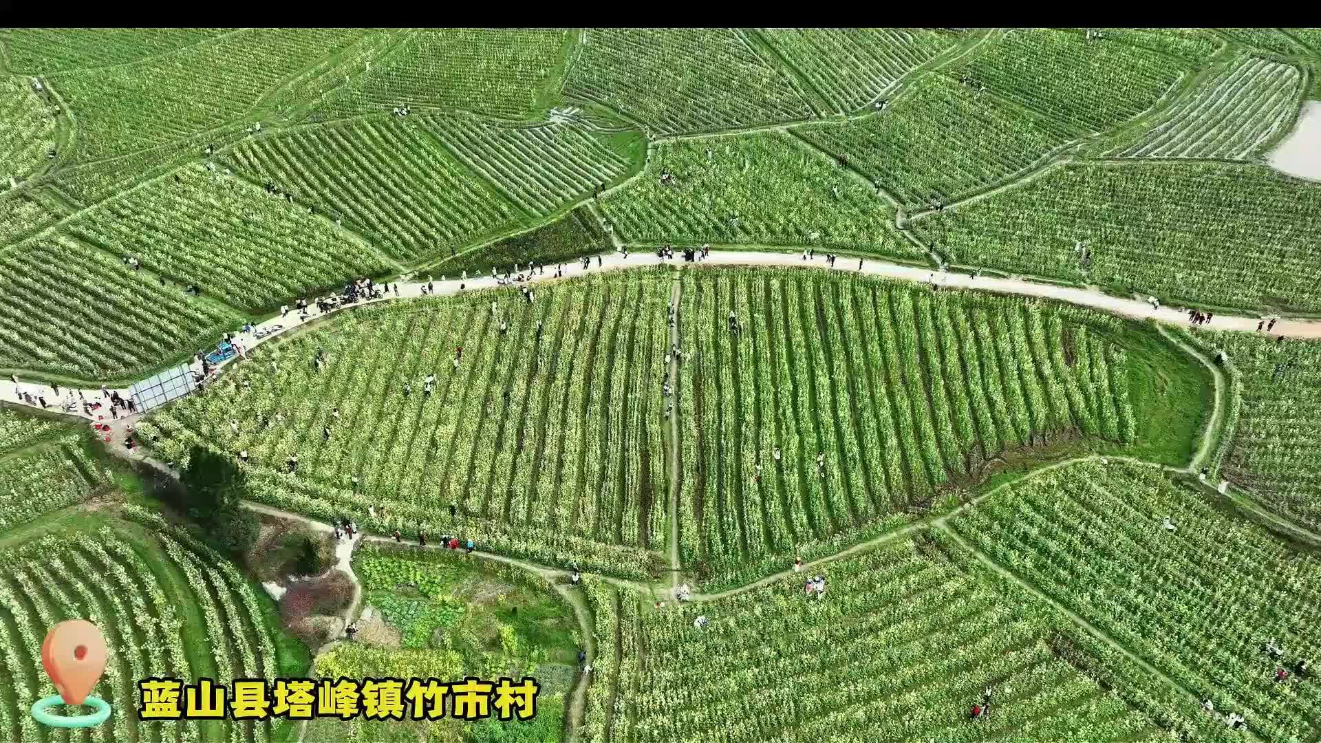 蓝山县300余亩七彩油菜花进入最佳观赏期
