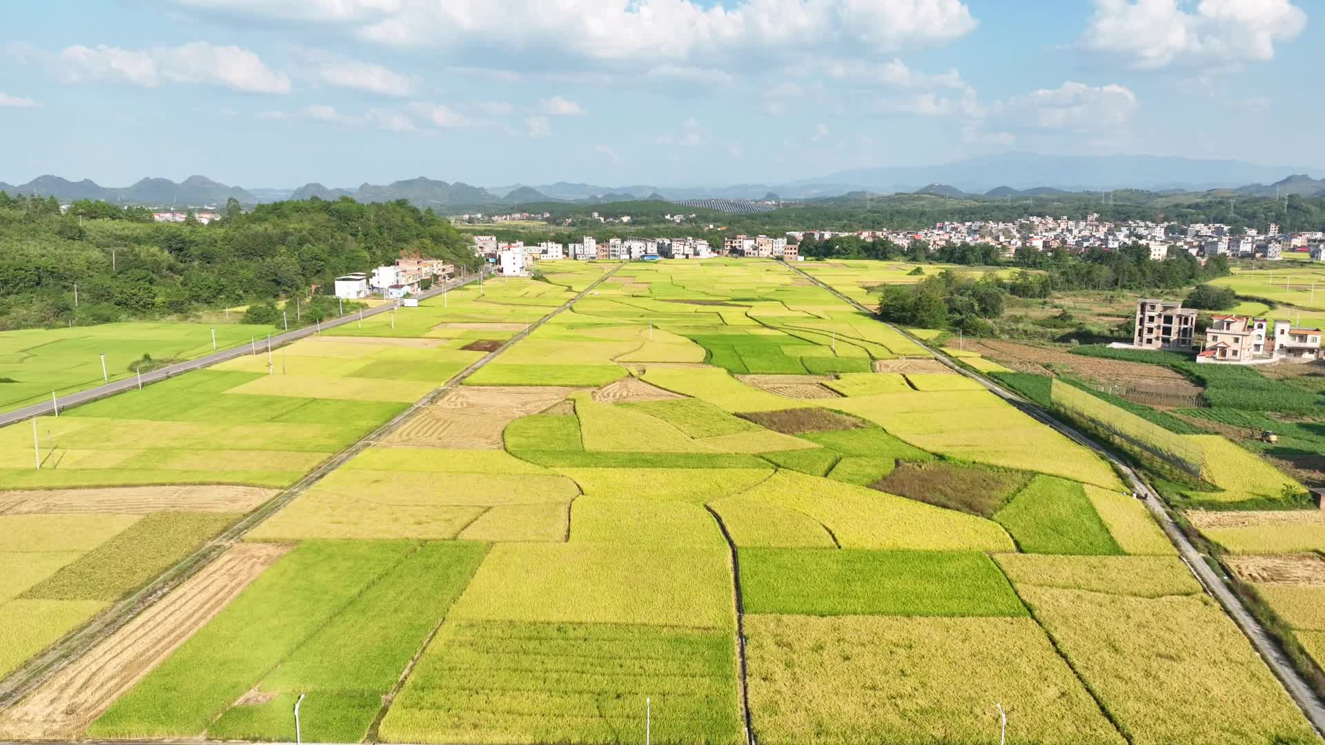 蓝山：晚稻开镰 “丰”景如画