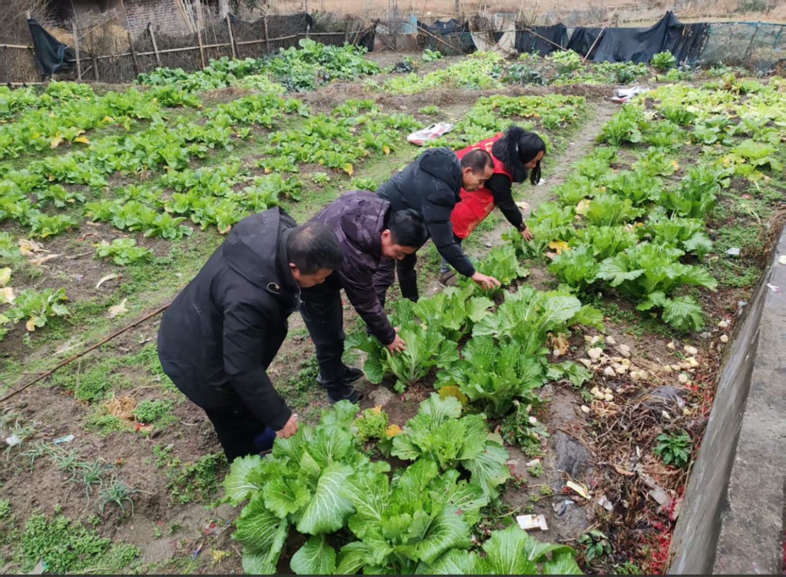 大桥瑶族乡：禁种铲毒不停歇，全力踏查守净土