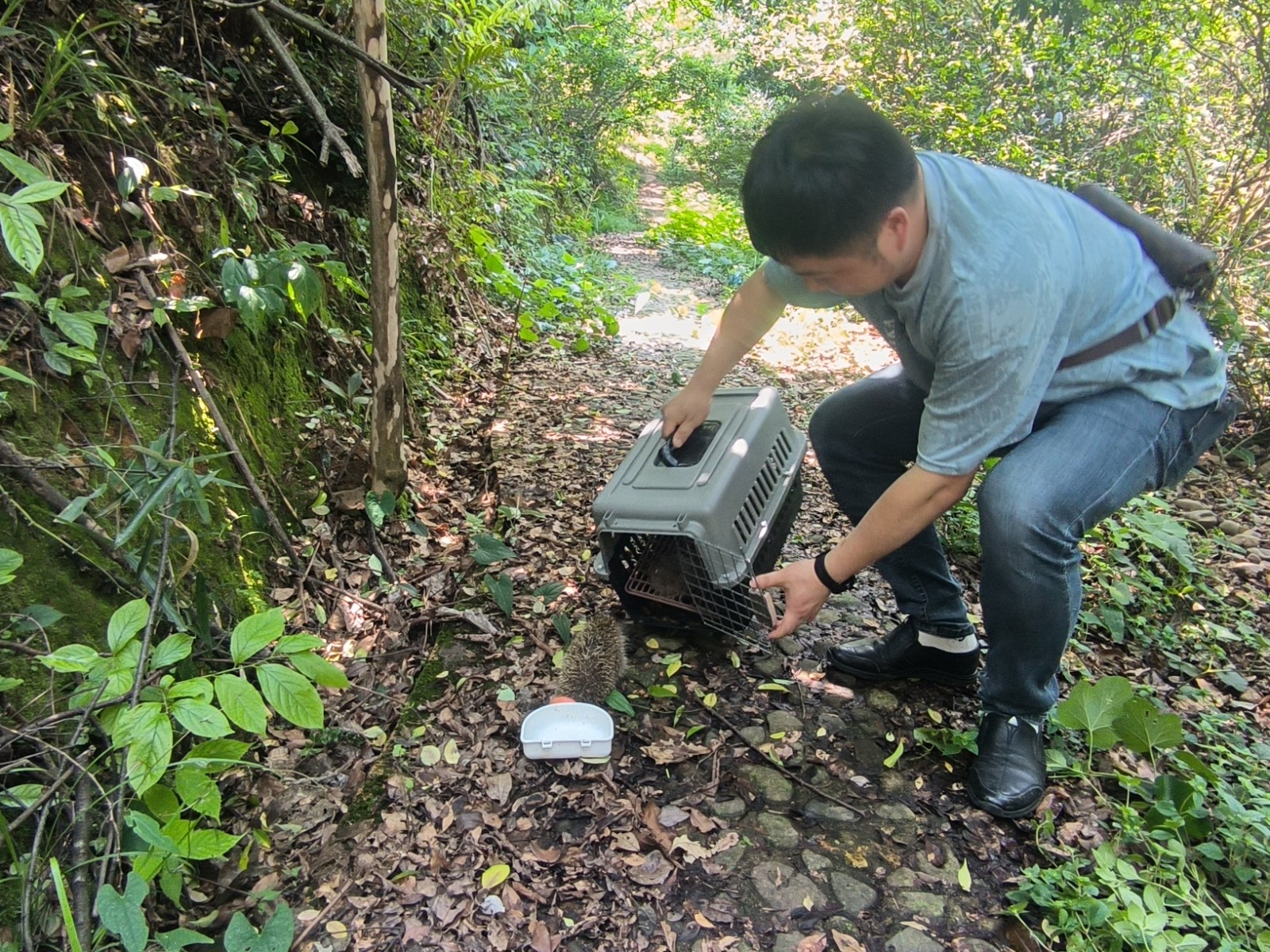 蓝山县林业局成功放归野生刺猬 市民主动救助彰显生态保护新风尚