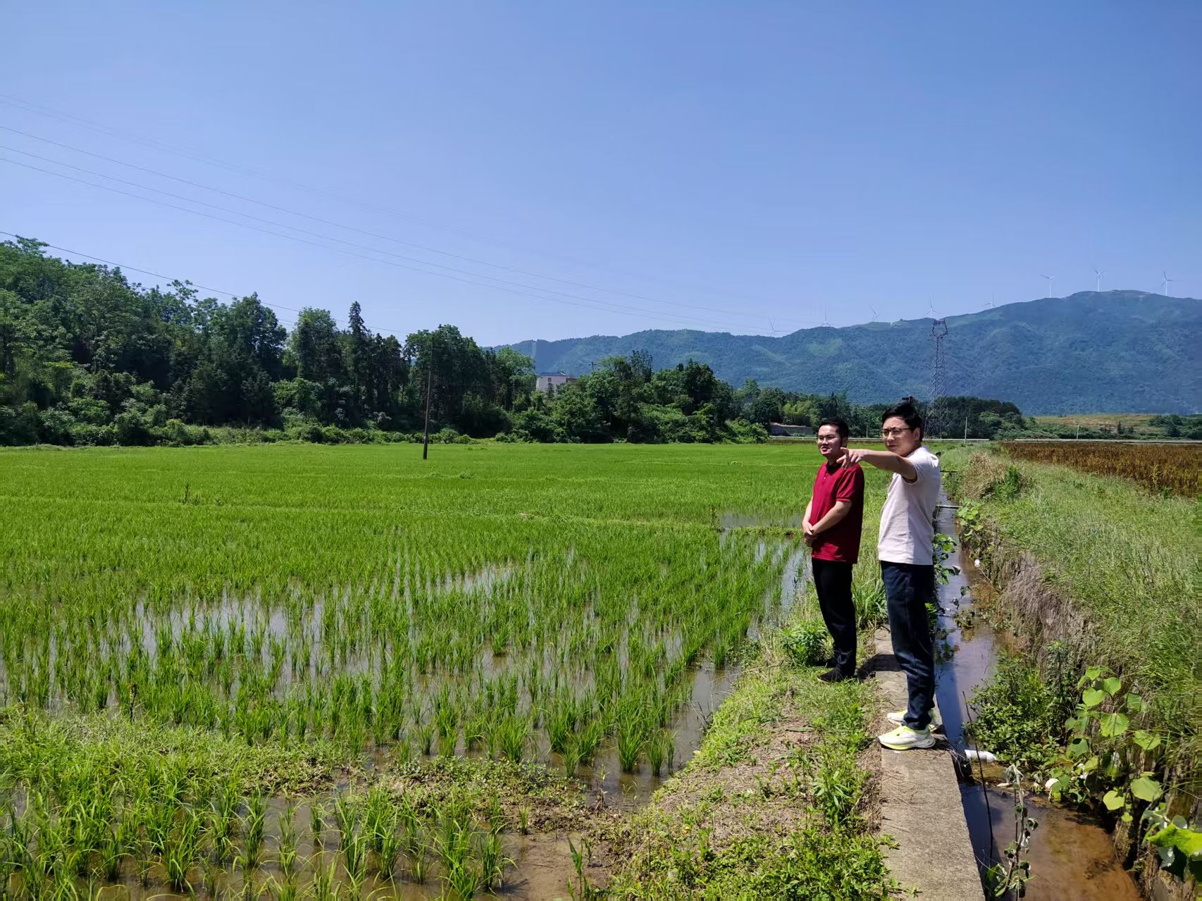 太平圩镇：监督护航早稻生产 筑牢粮食安全防线