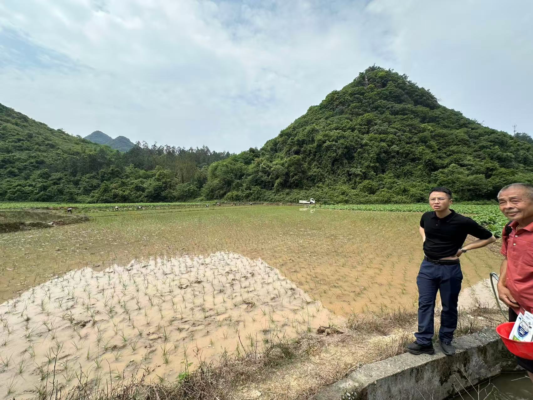 祠堂圩镇蓝屏村开展早稻移栽验收工作