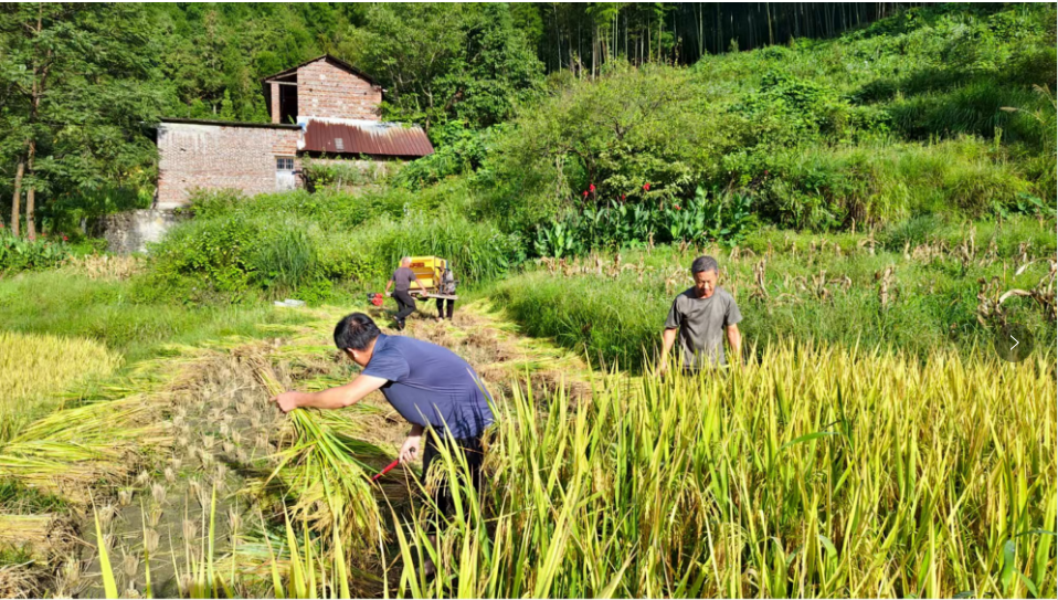 所城鎮(zhèn)：駐村幫扶“及時(shí)雨”助農(nóng)秋收解難題
