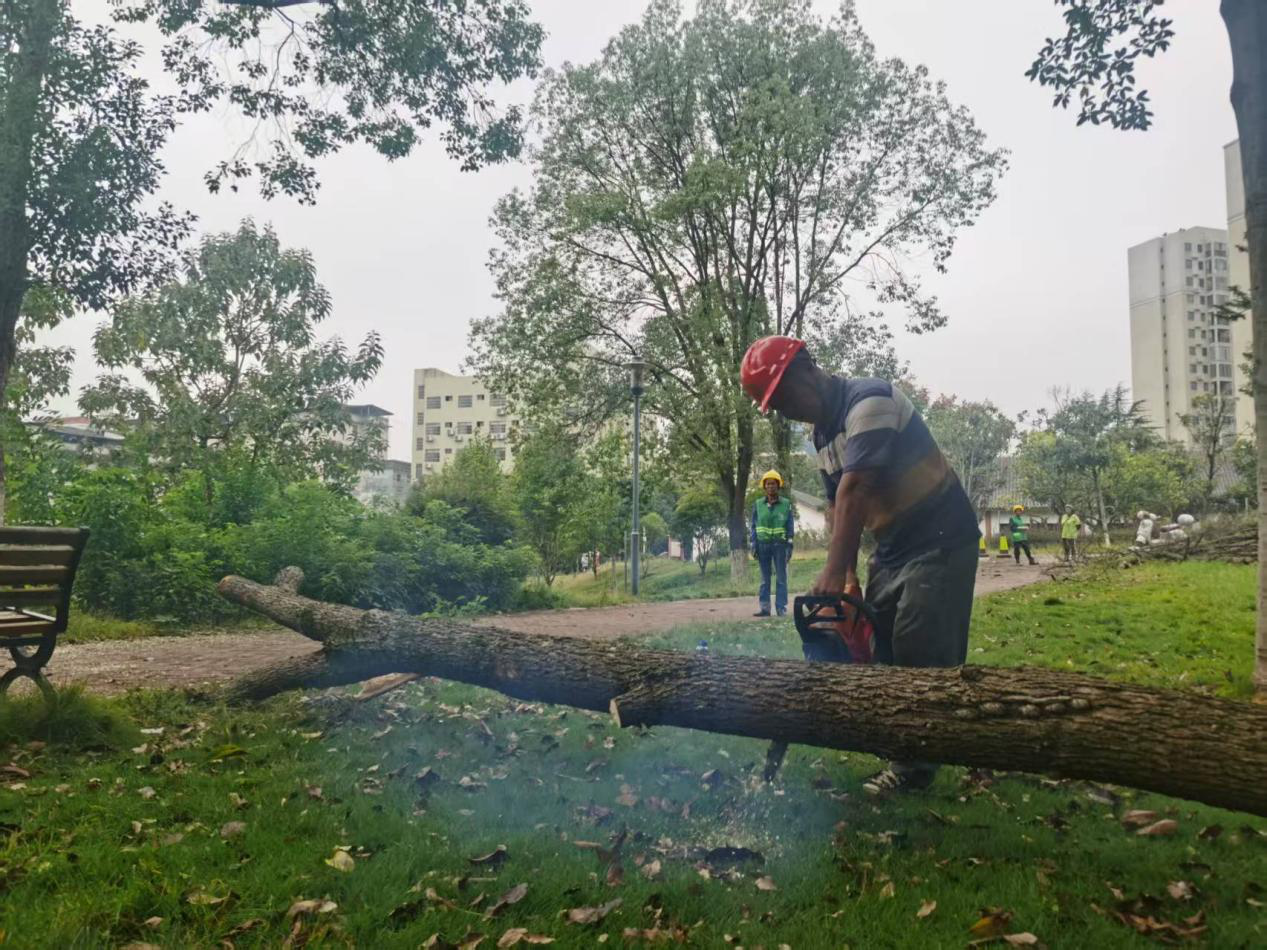 蓝山县开展植物园枯树集中清理专项活动