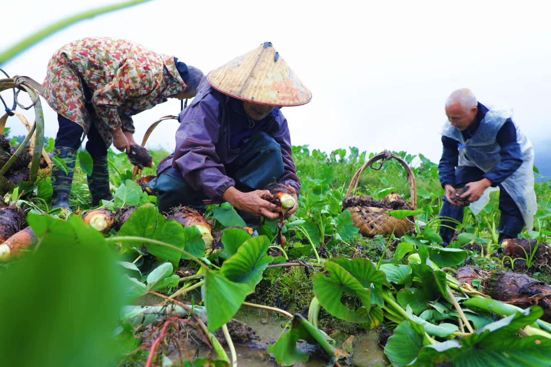 （图片新闻）蓝山县香芋成熟采收忙