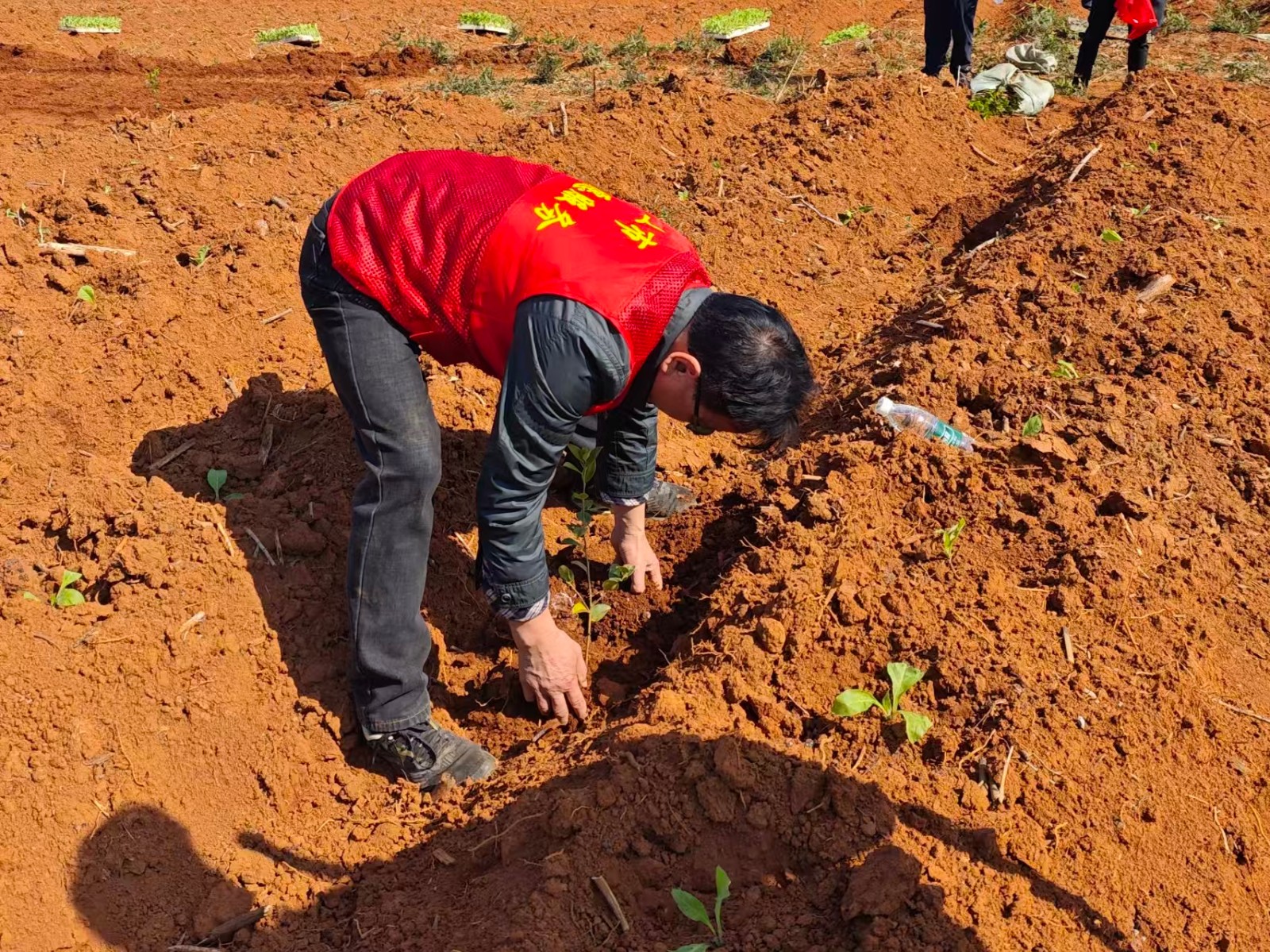 土市镇开展2026年义务植树活动