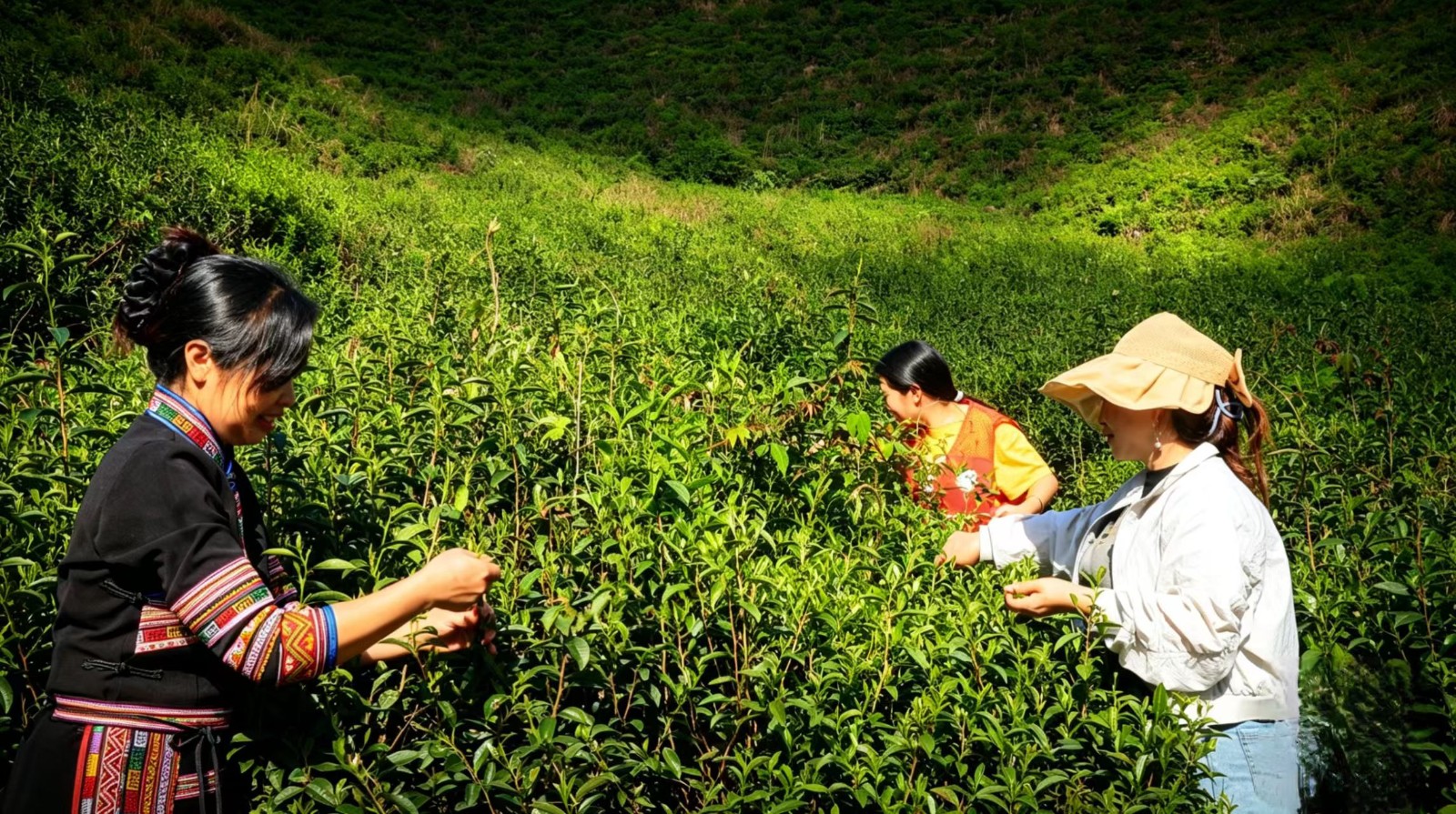 所城镇舜源村：党群服务架起“致富桥”，高山百草茶香飘山外
