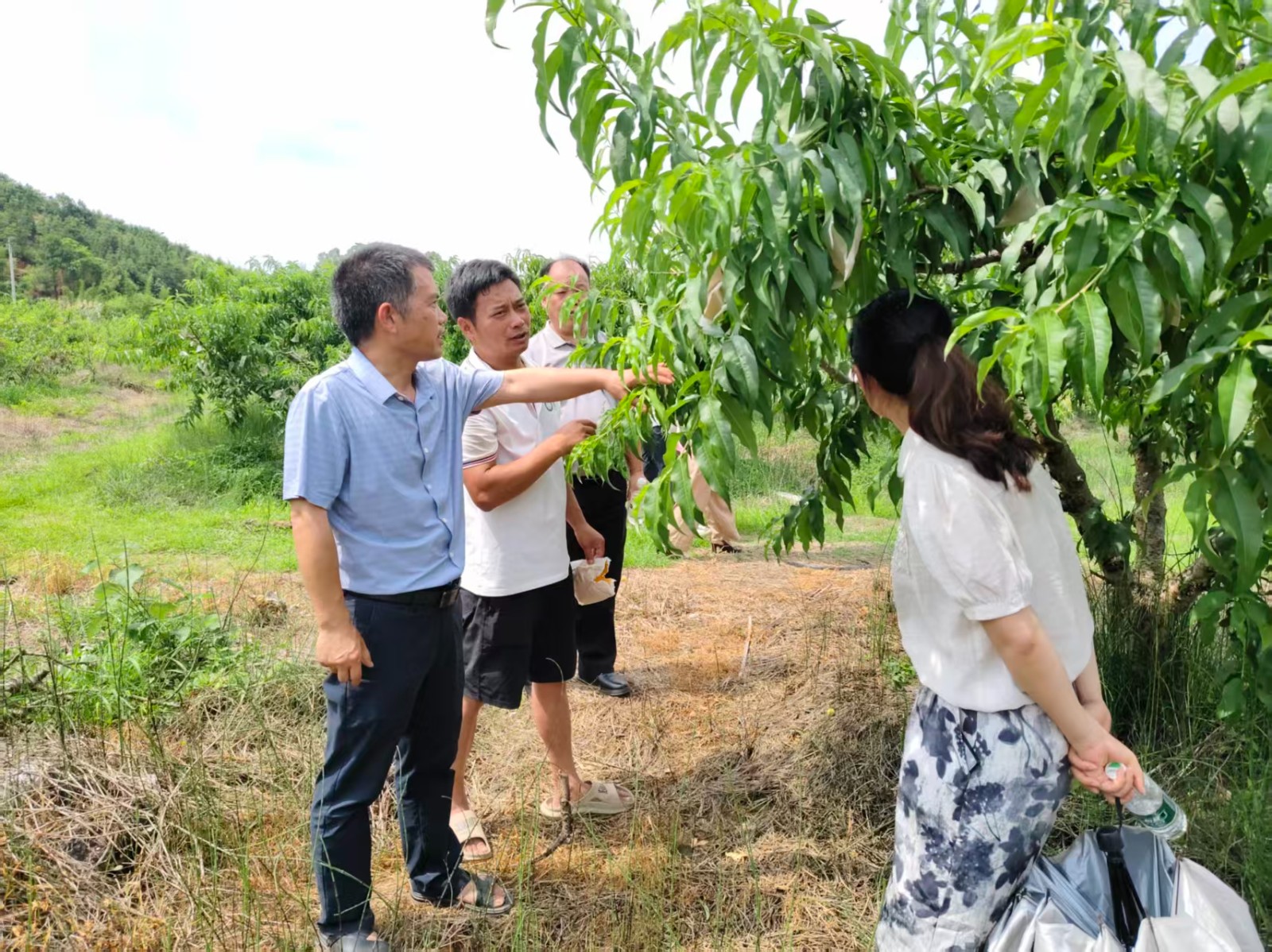 蓝山：跟踪服务强培育 “把脉问诊”促丰收