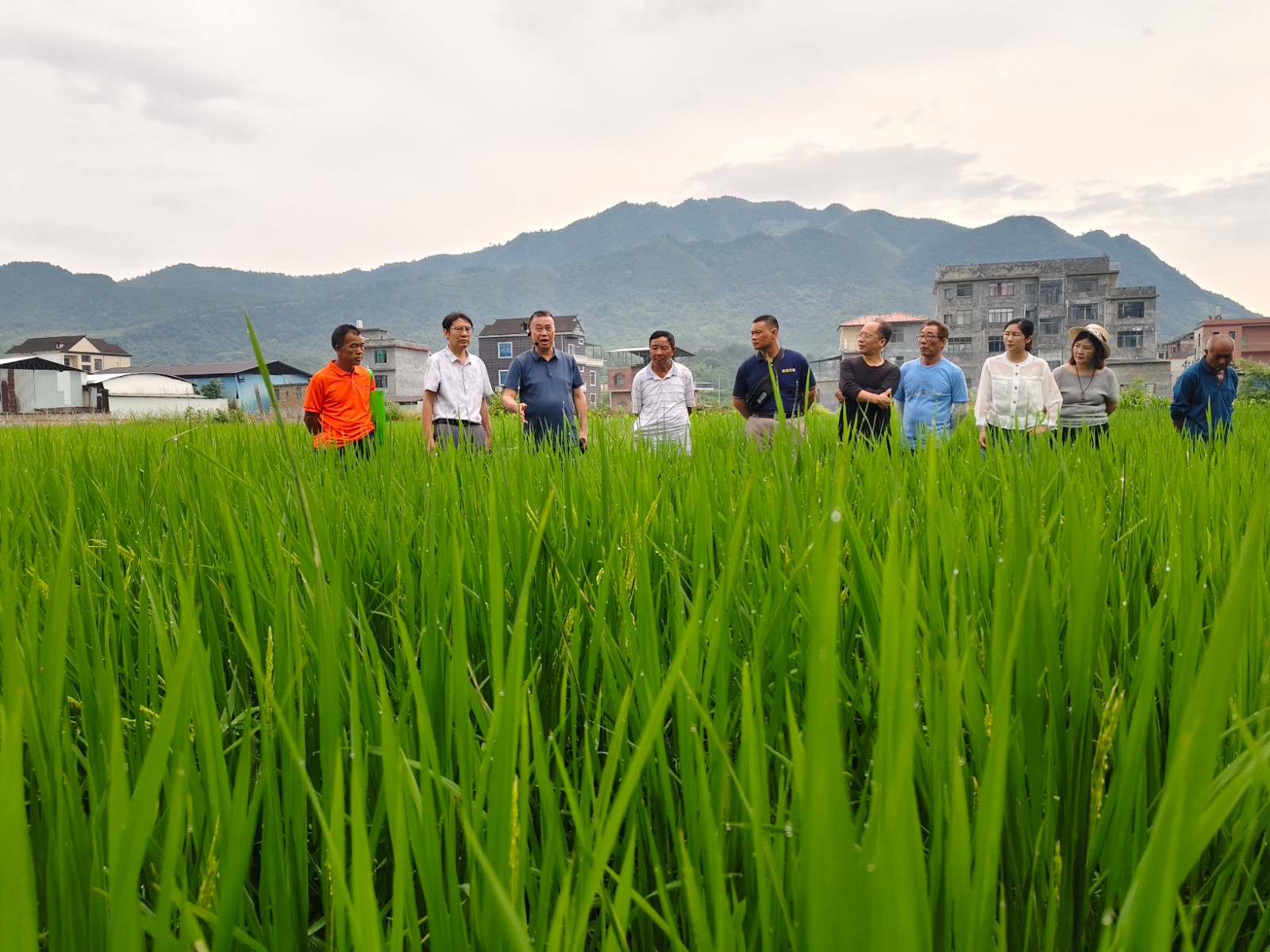 蓝山县举办优质水稻夏季田间管理实用技术培训班