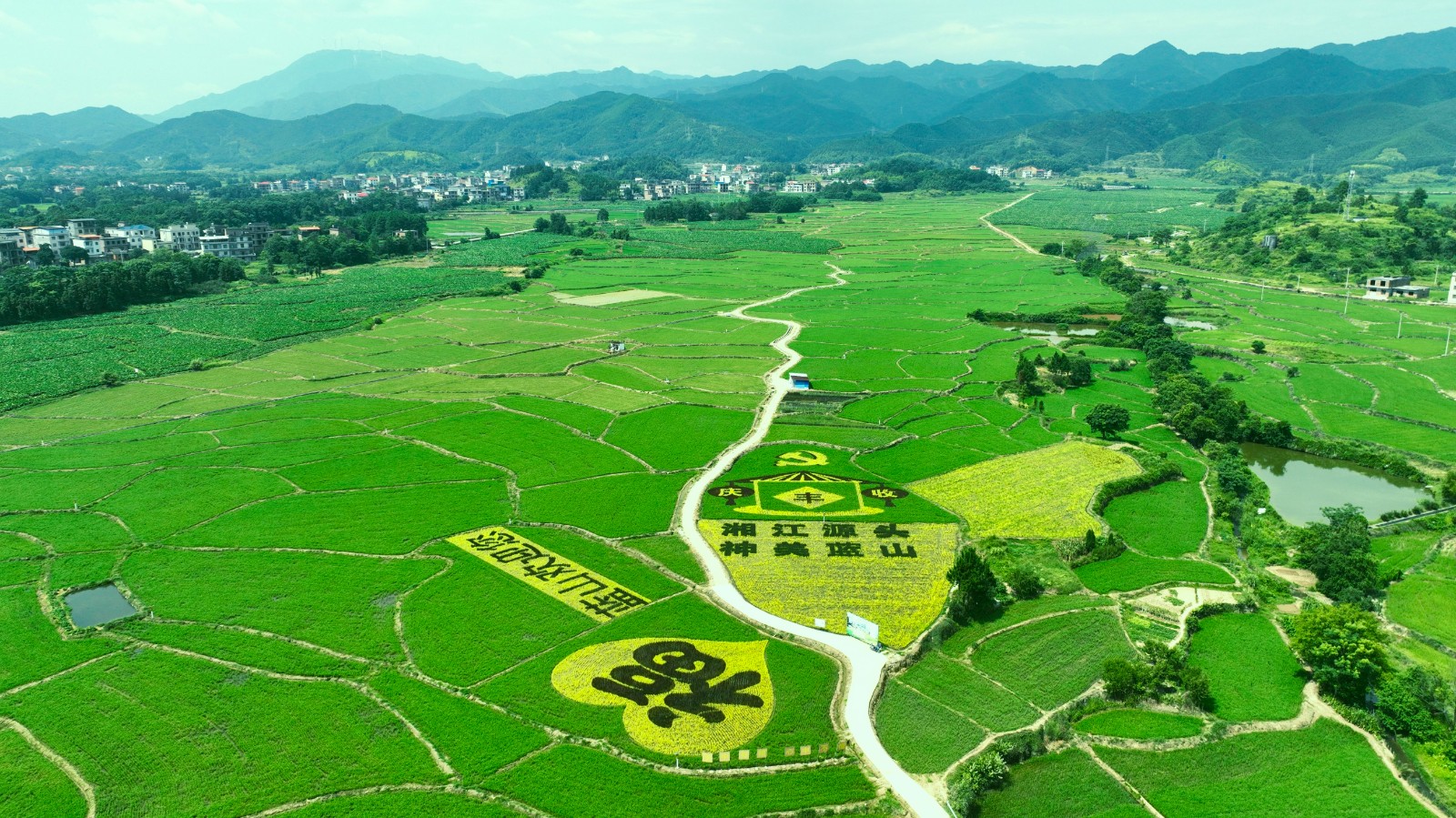 蓝山：彩稻绘“丰”景 农旅融合促振兴